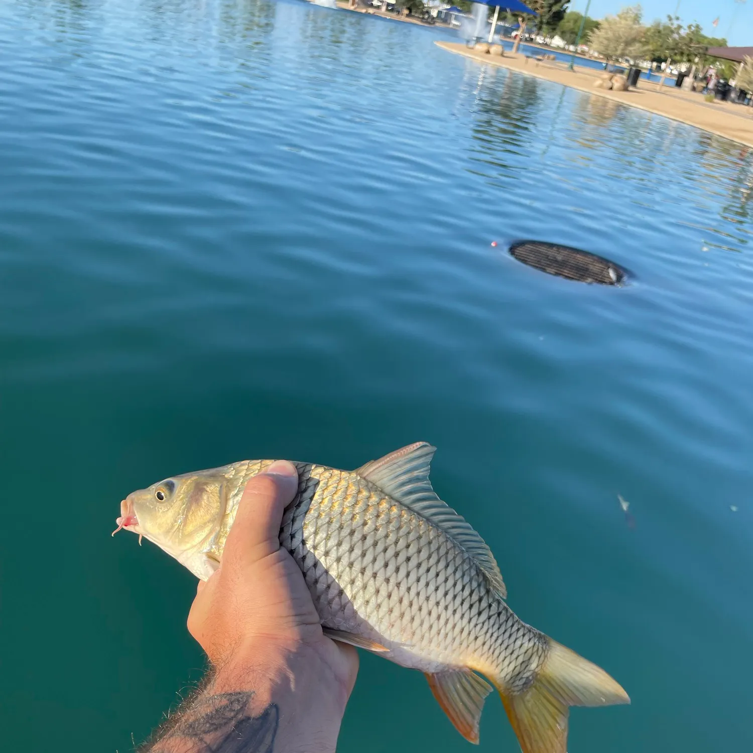Common carp caught on Fishbrain