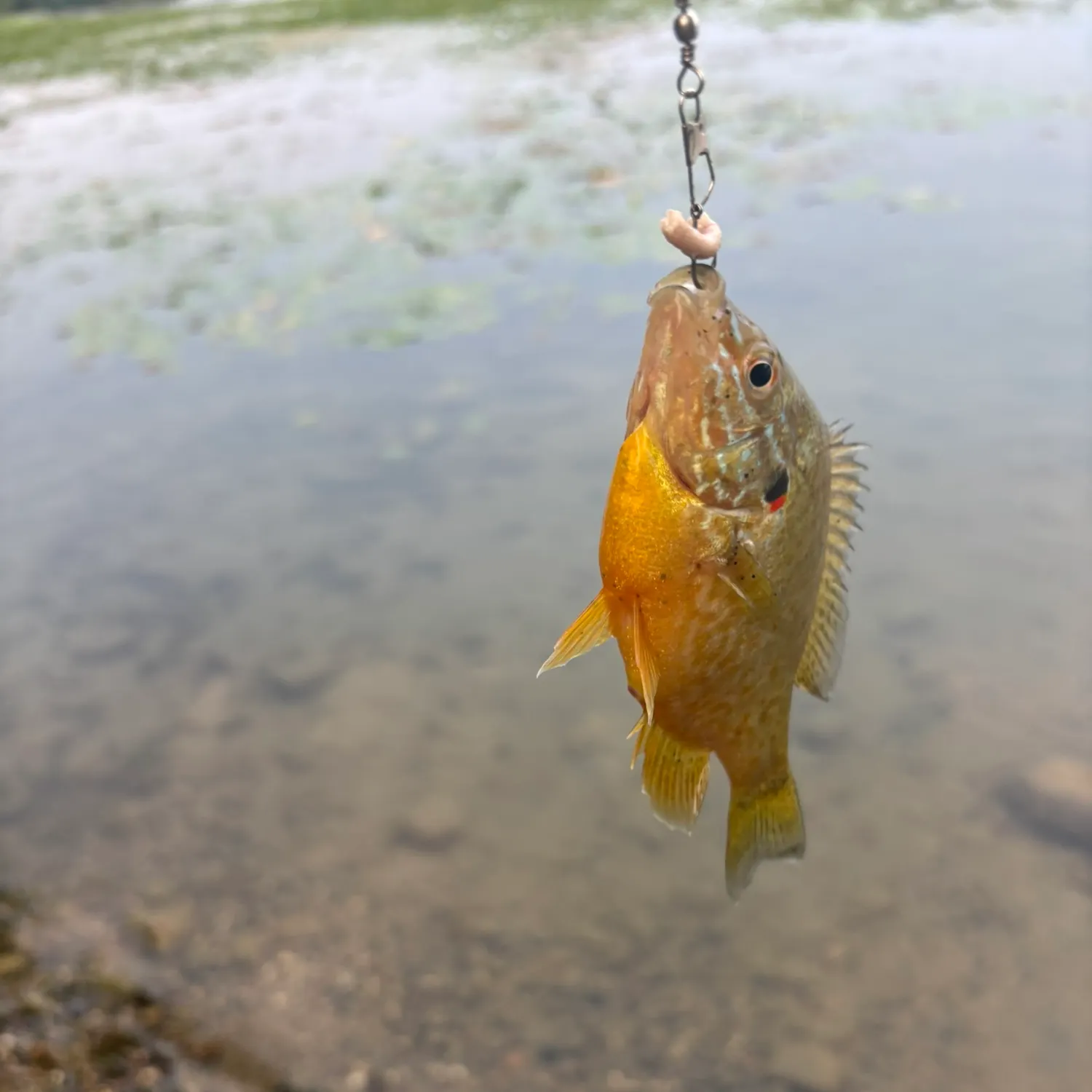 Pumpkinseed caught on Fishbrain