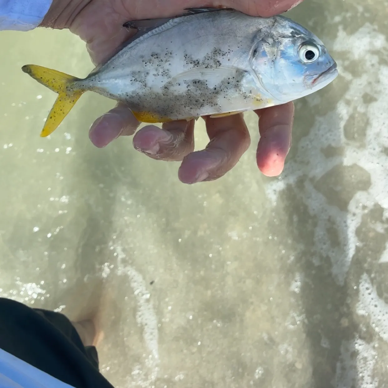 Crevalle jack caught on Fishbrain