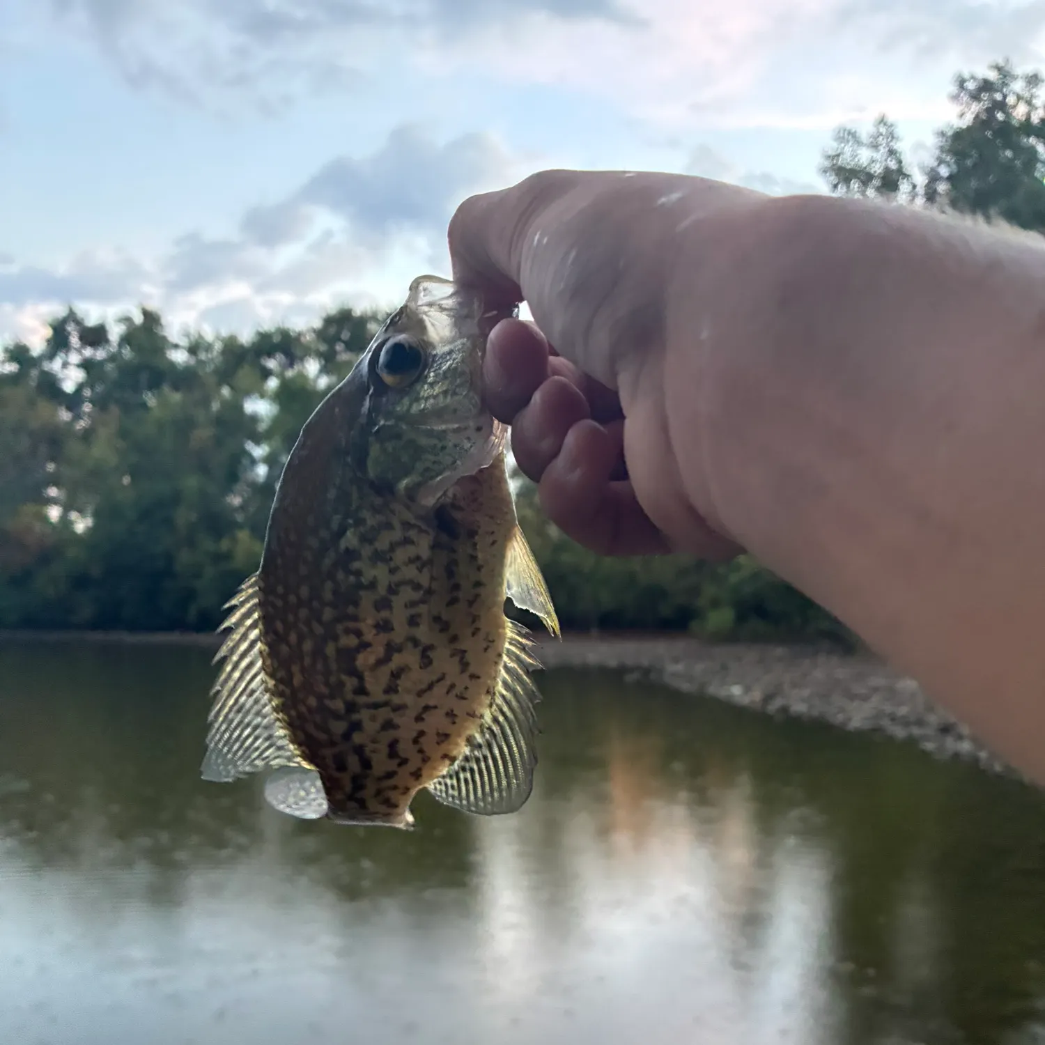 Black crappie caught on Fishbrain