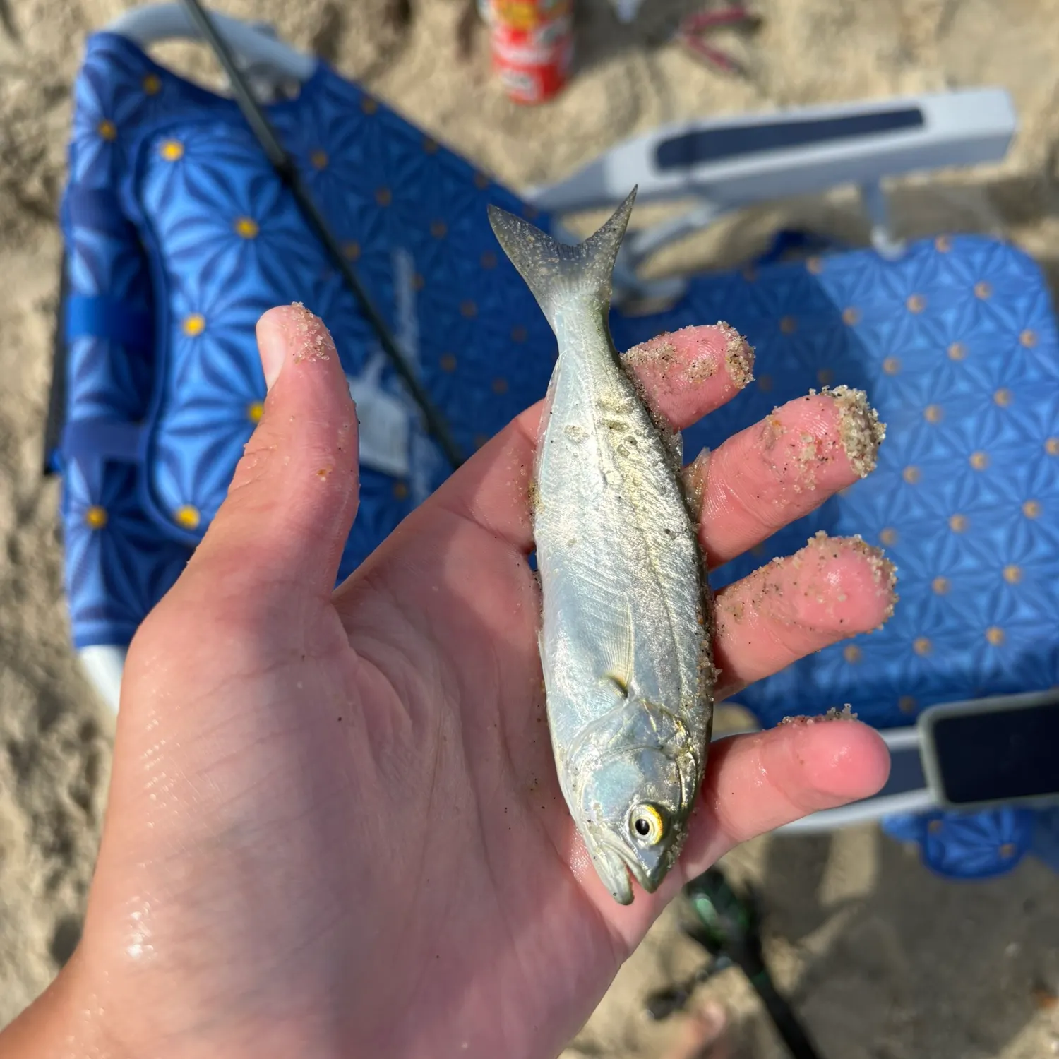 Bluefish caught on Fishbrain