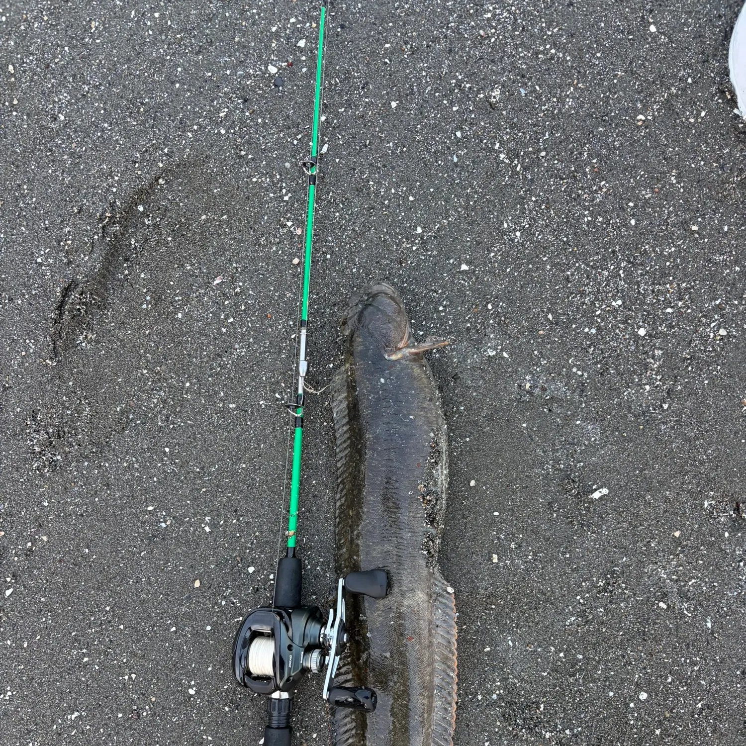 The most recent Monkeyface prickleback catches on Fishbrain