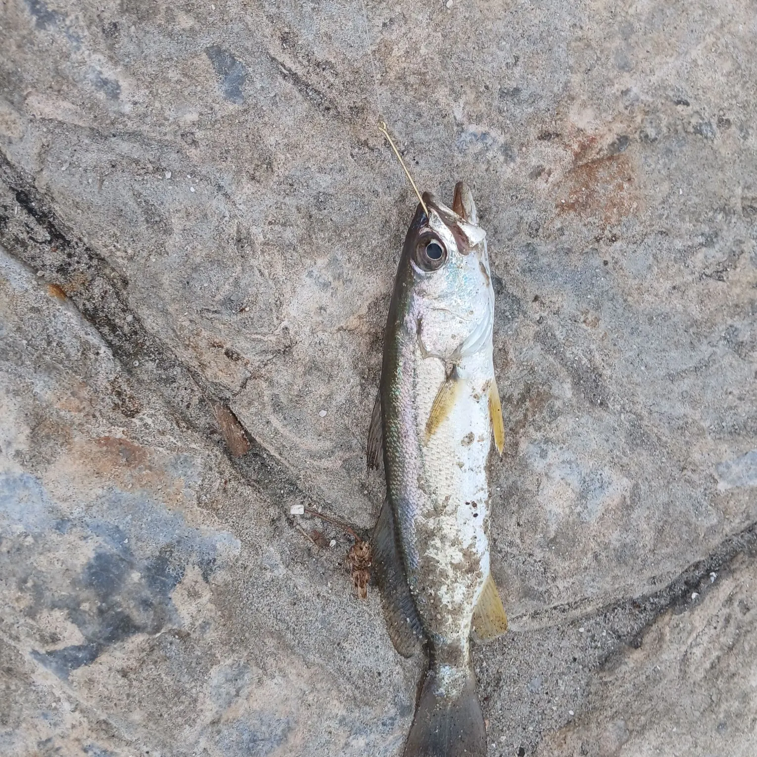 The most recent Sand seatrout catches on Fishbrain