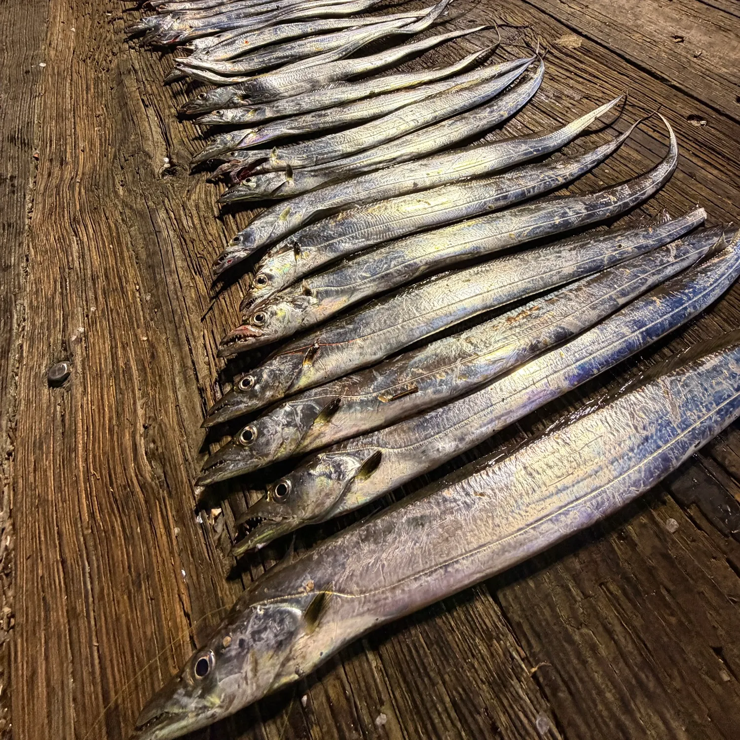 Atlantic cutlassfish caught on Fishbrain