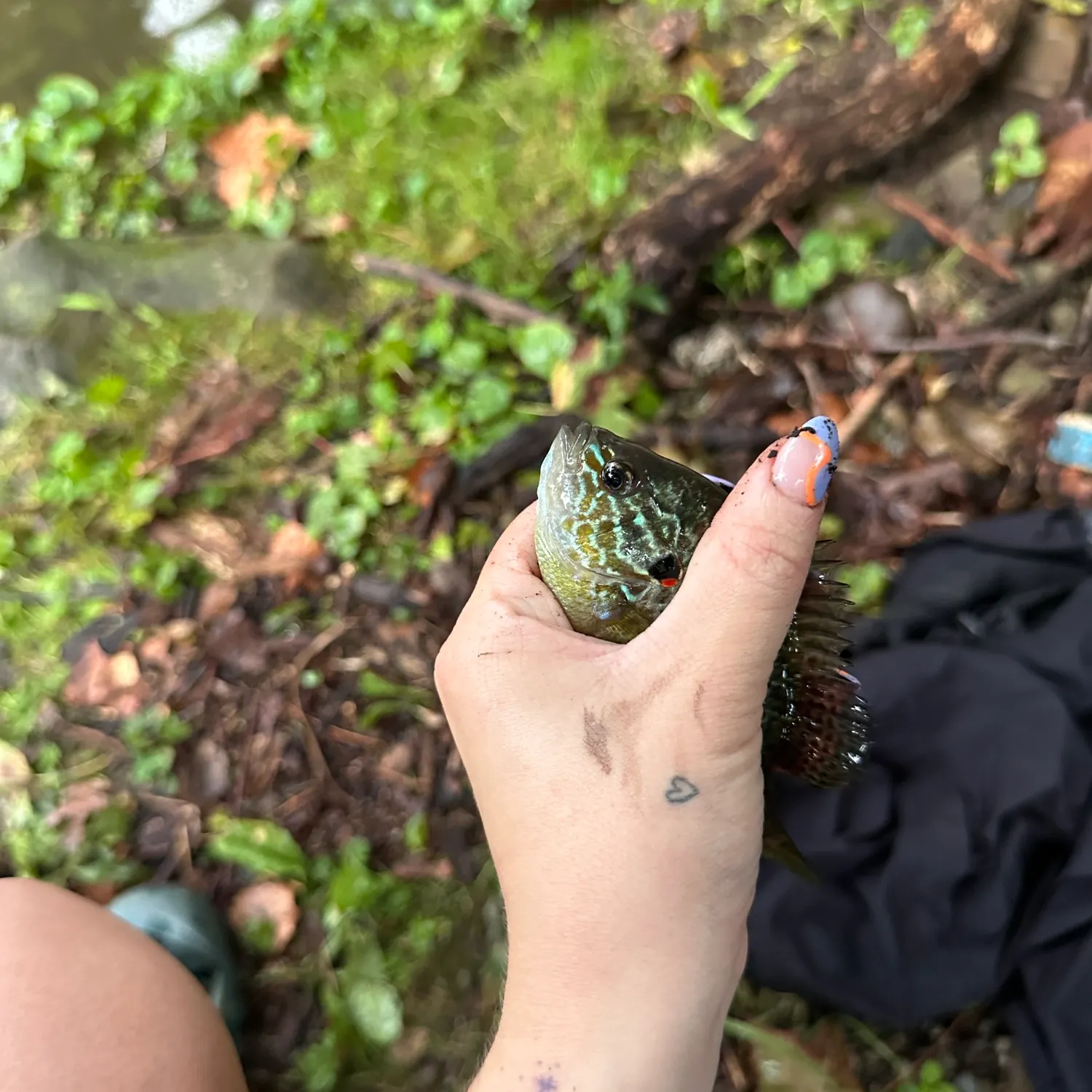 Pumpkinseed caught on Fishbrain