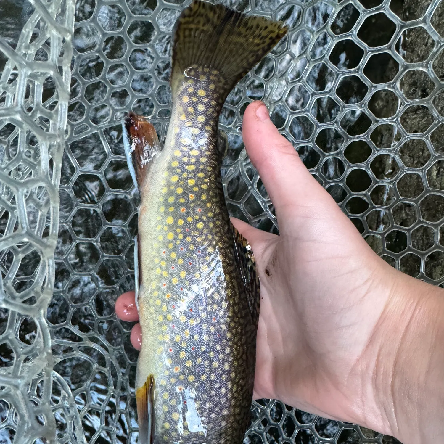 Brook trout caught on Fishbrain