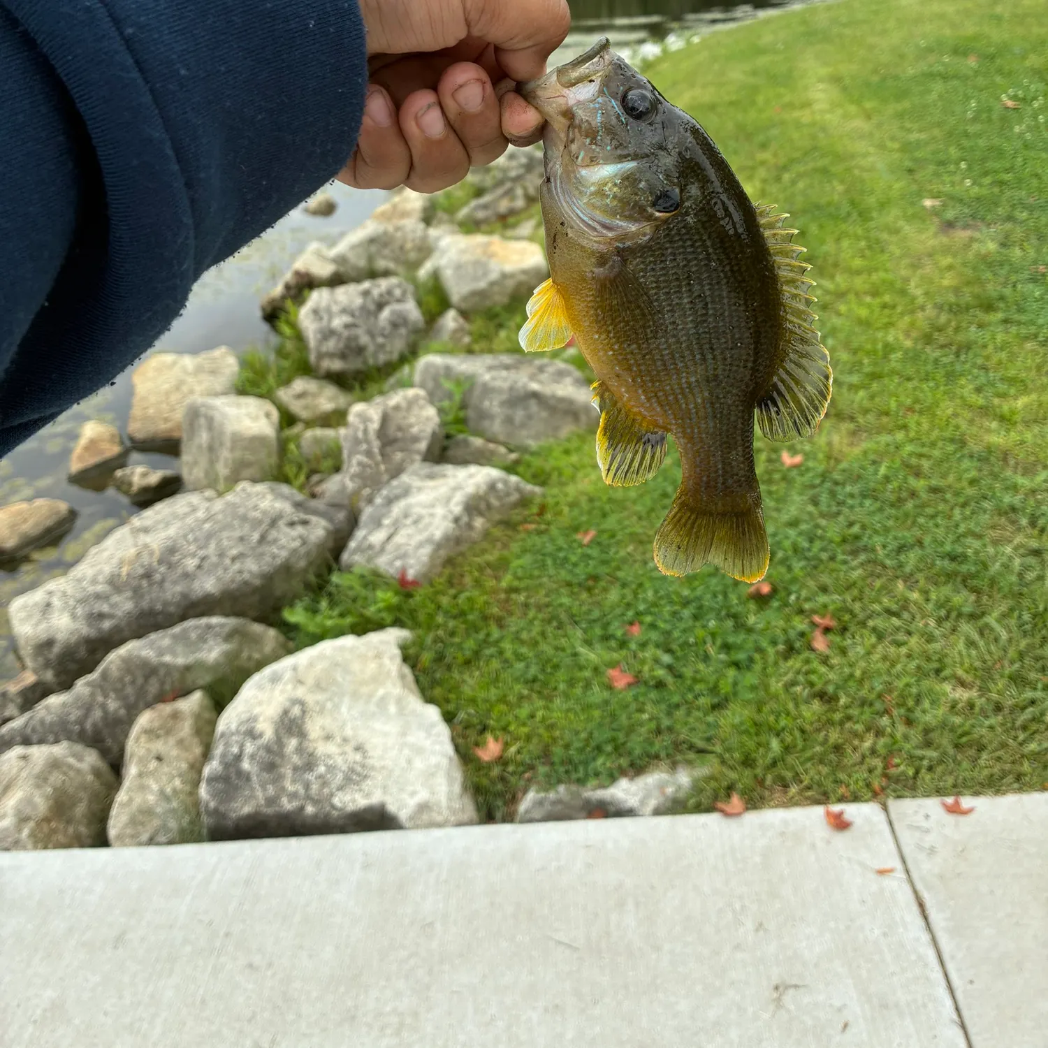 Green sunfish caught on Fishbrain
