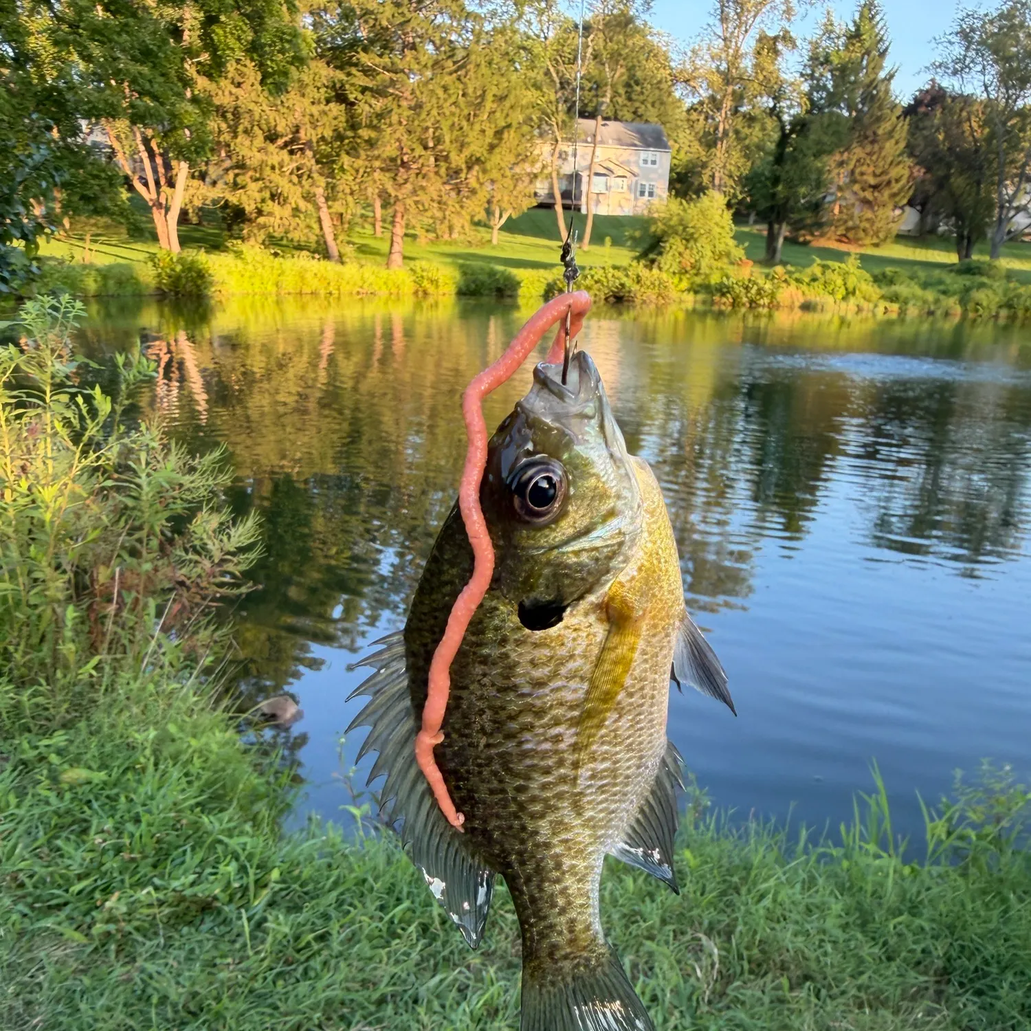 Bluegill caught on Fishbrain