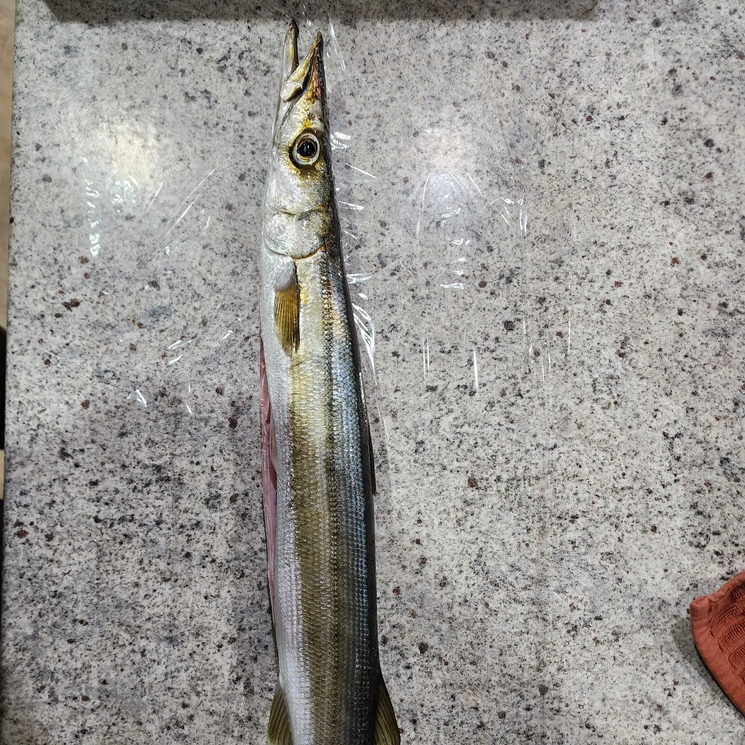 The most popular recent Australian barracuda catch on Fishbrain