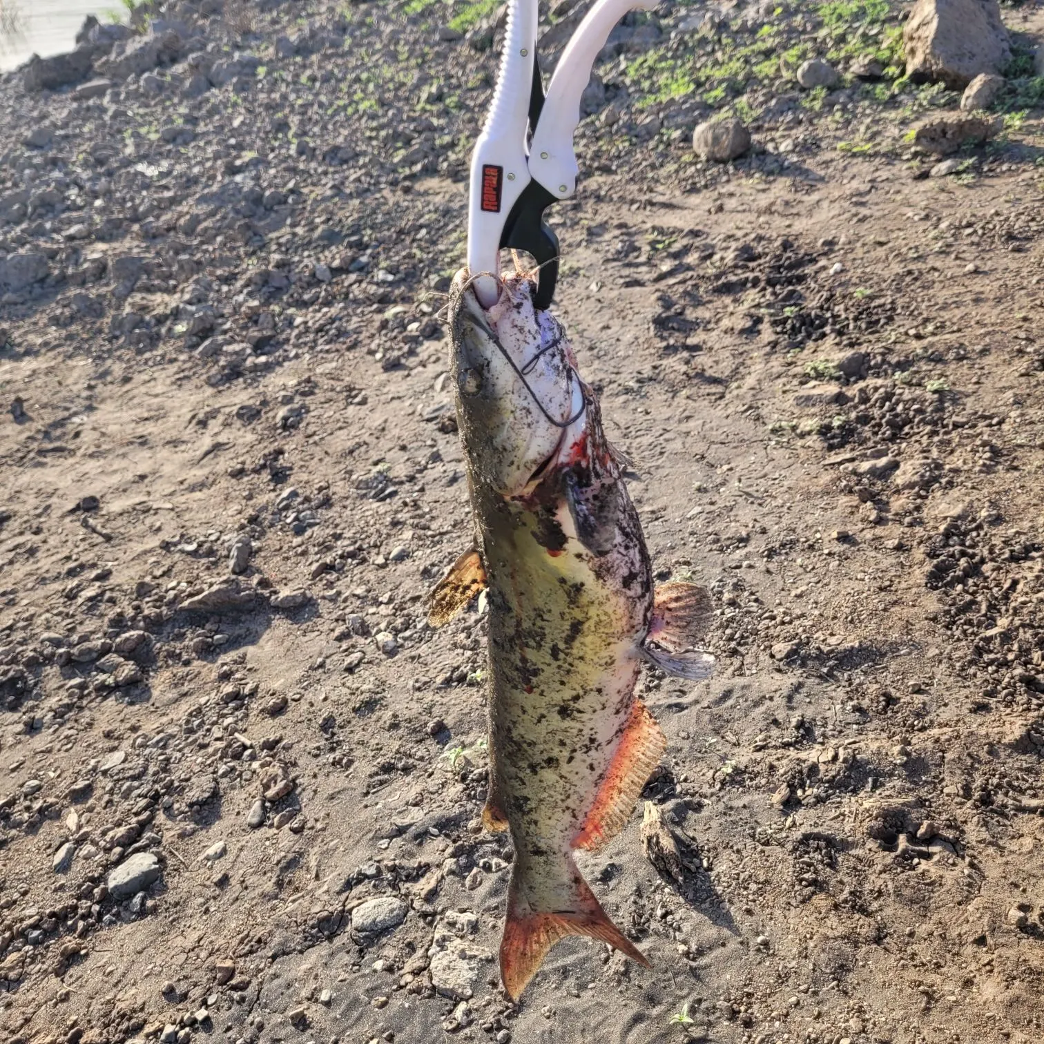 Channel catfish caught on Fishbrain