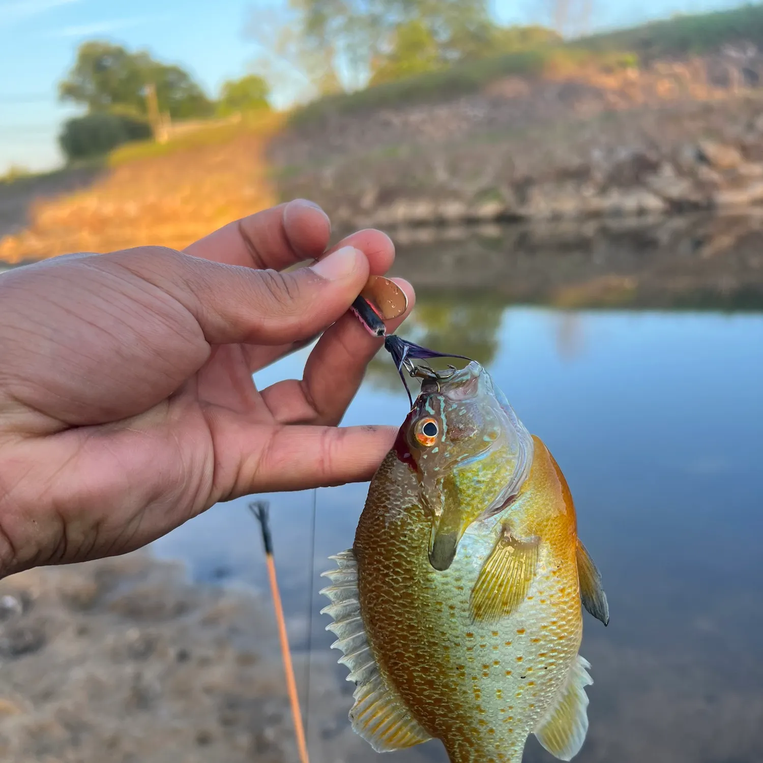 Northwest Branch Anacostia River fishing reports Kemp Mill, MD (United  States) fishing