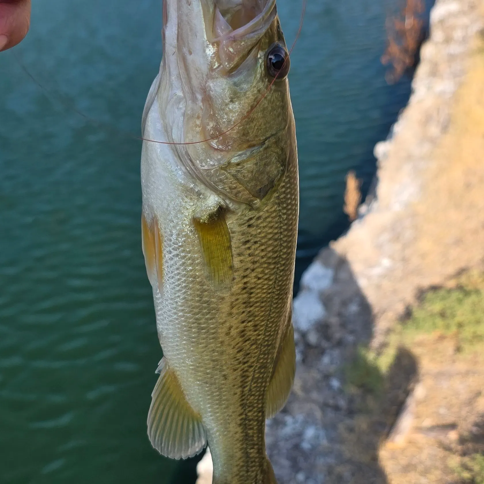Largemouth bass caught on Fishbrain