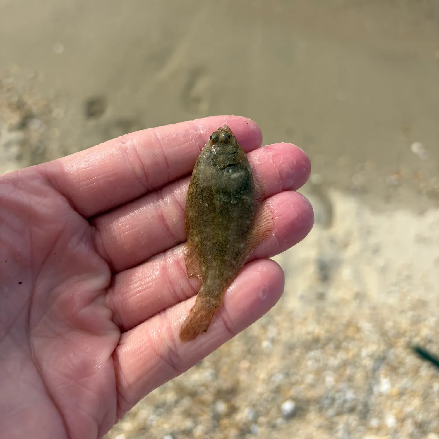 The most recent Winter flounder catches on Fishbrain