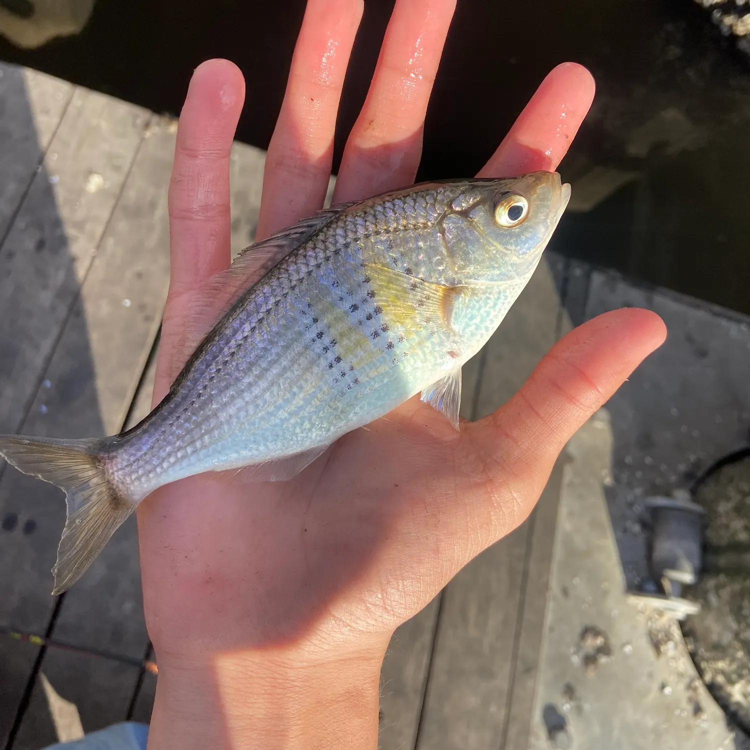 The most popular recent Shiner perch catch on Fishbrain