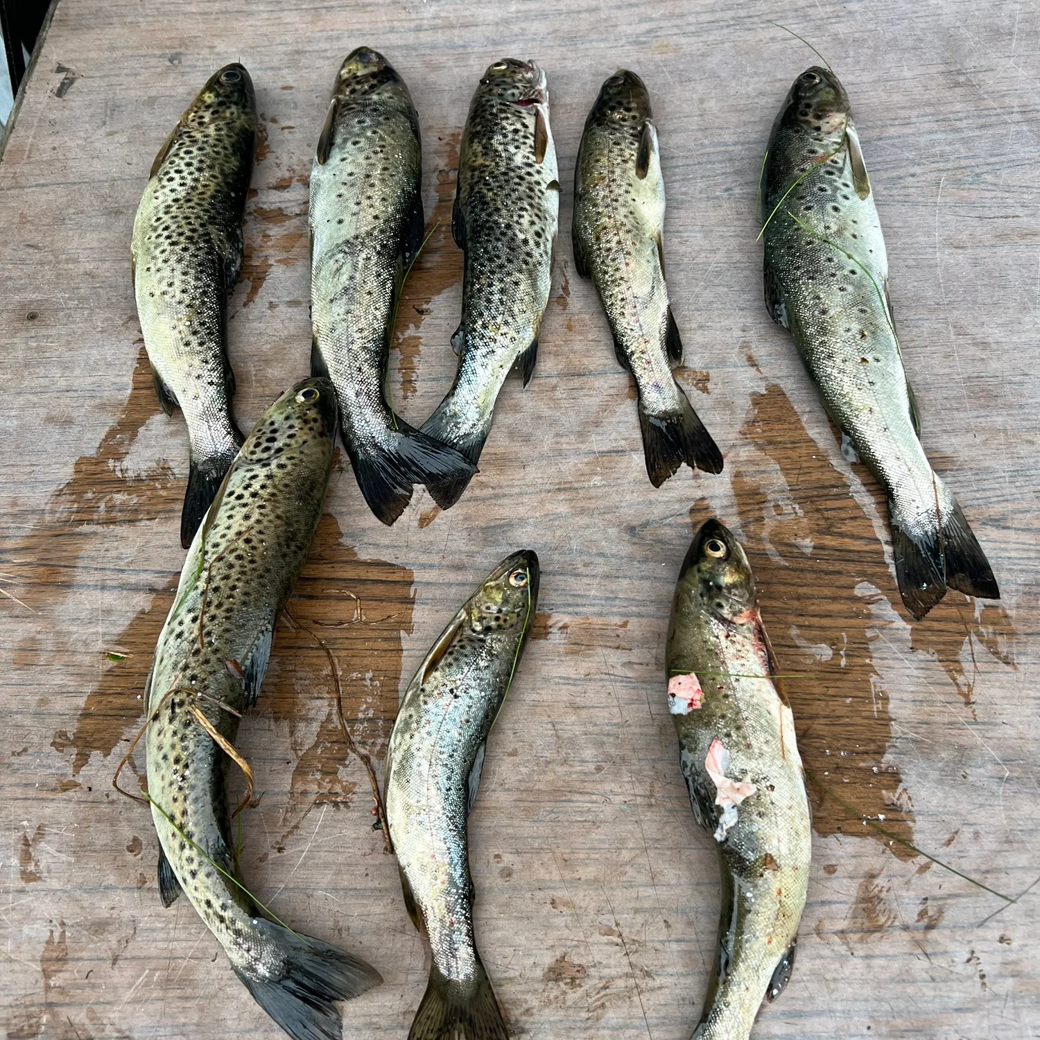 Lake trout caught on Fishbrain
