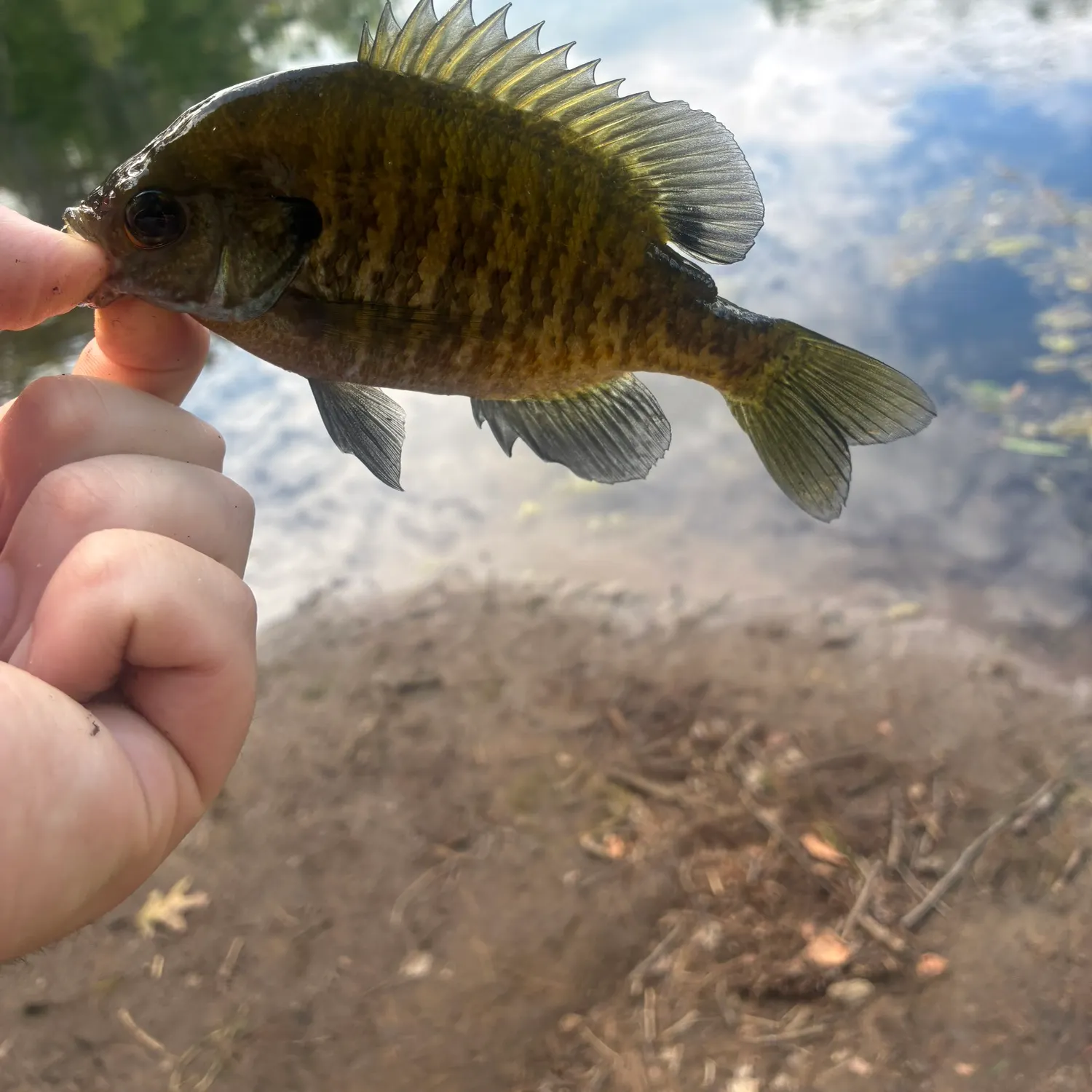 Bluegill caught on Fishbrain