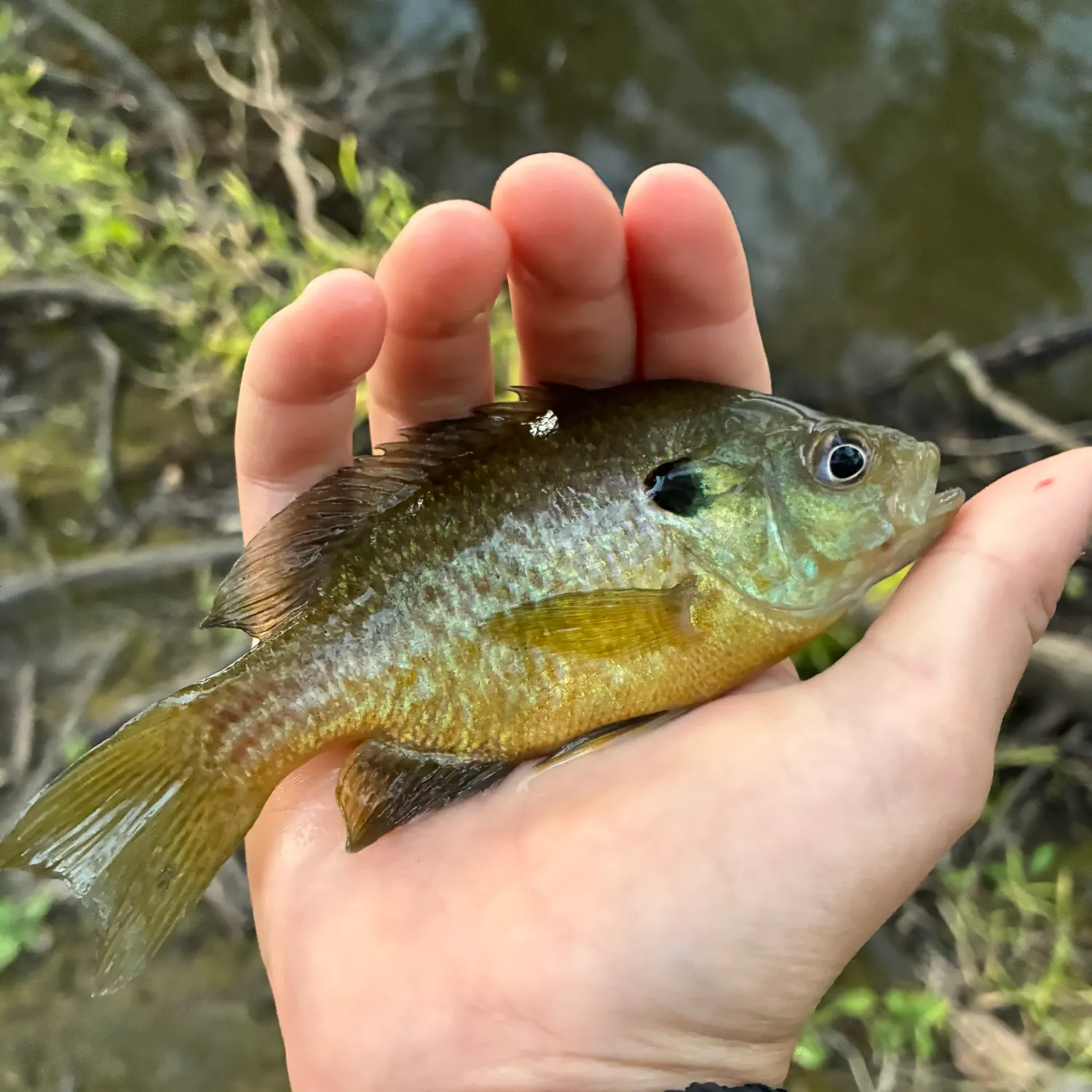 Greengill hybrid caught on Fishbrain