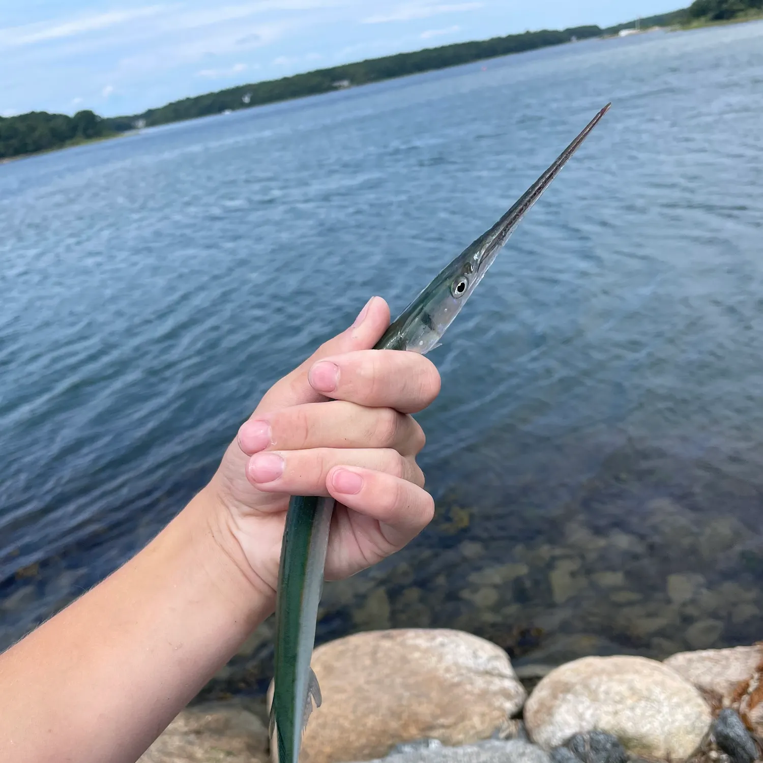 Atlantic needlefish caught on Fishbrain