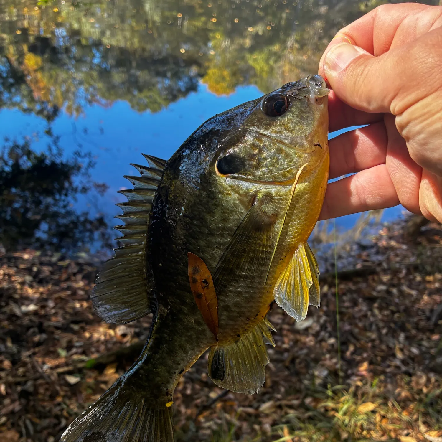 Redear sunfish caught on Fishbrain