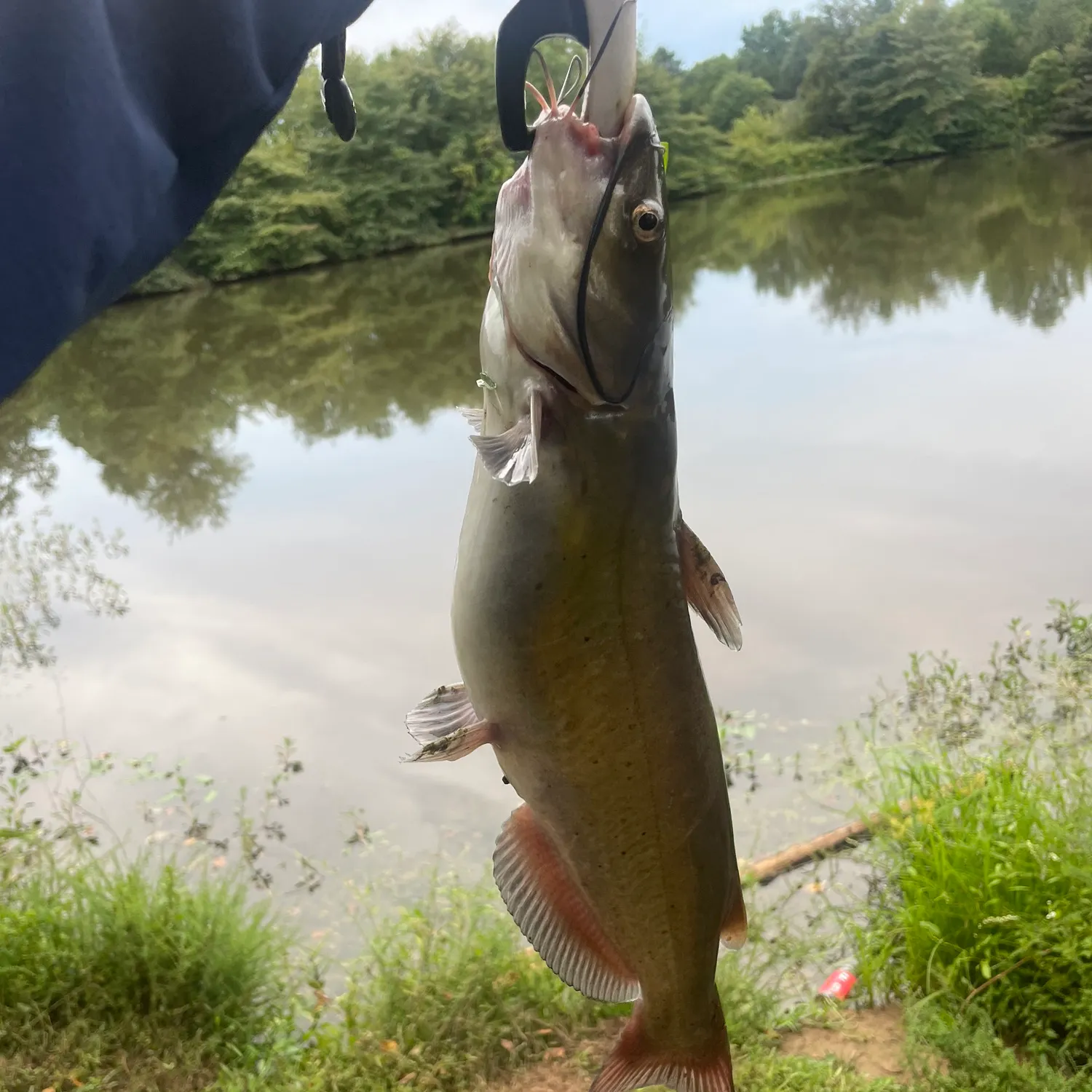 Channel catfish caught on Fishbrain