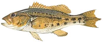 Bank sea bass