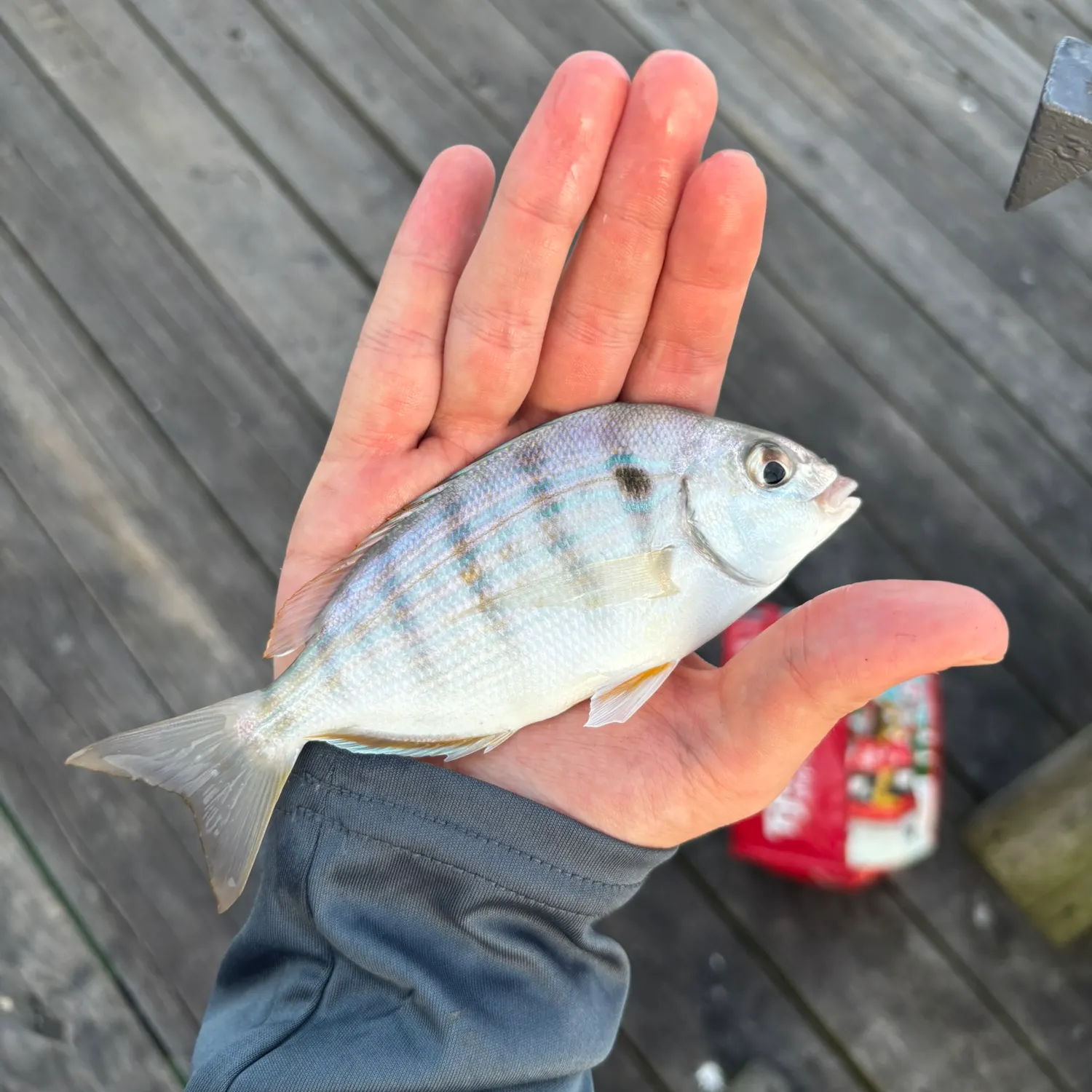 Pinfish caught on Fishbrain