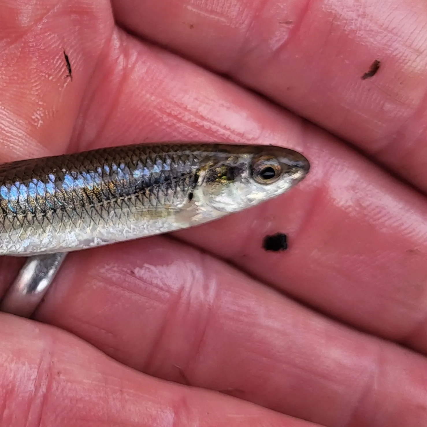 The most recent Bluntnose minnow catches on Fishbrain