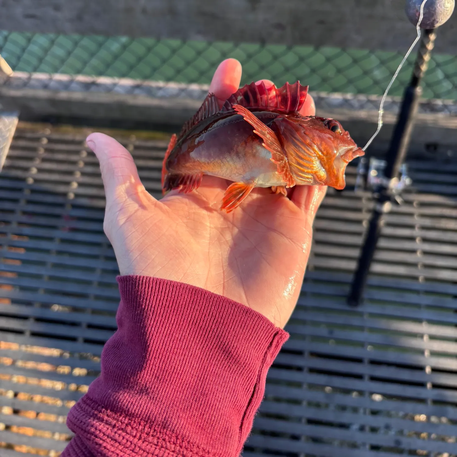 The most recent Cabezon catches on Fishbrain
