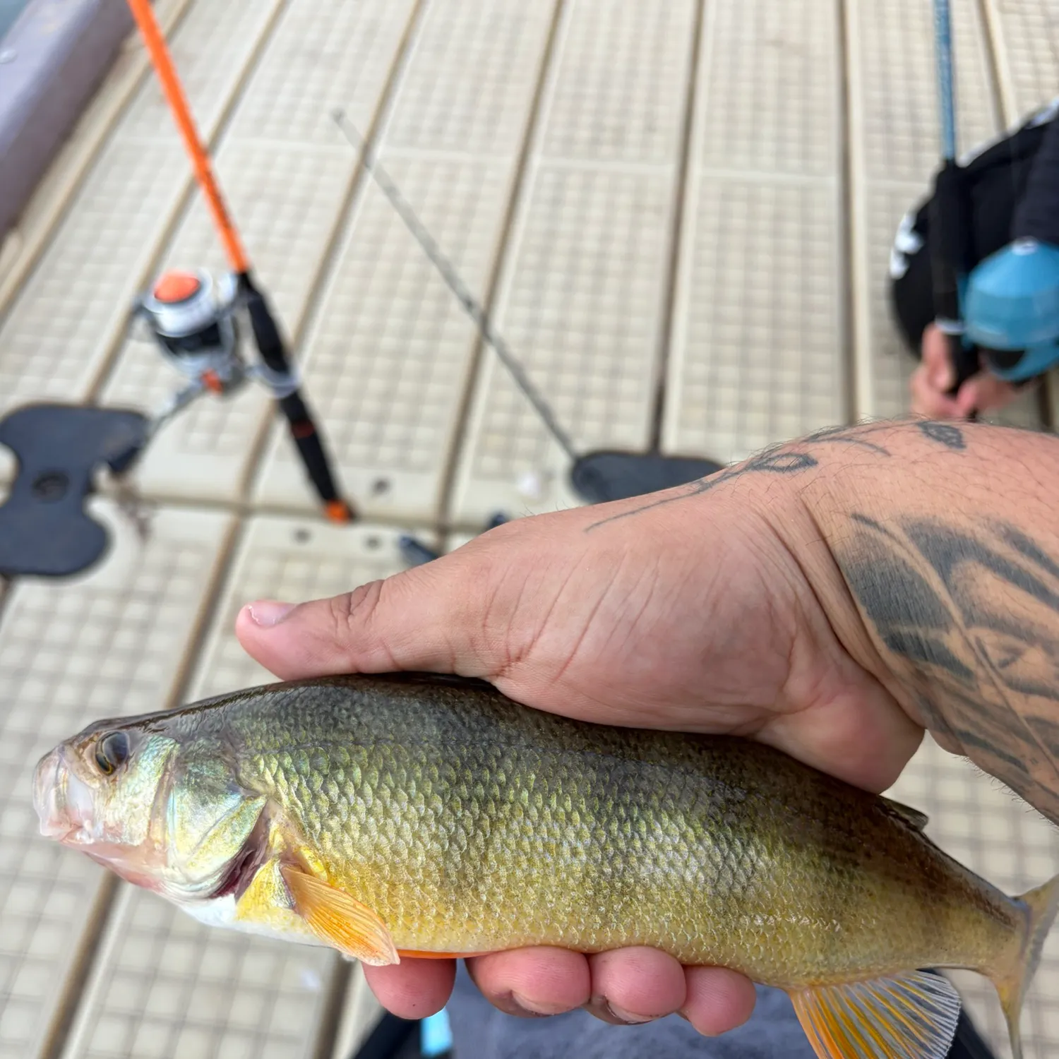 Yellow perch caught on Fishbrain