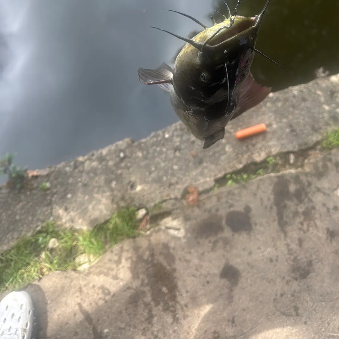 Black bullhead caught on Fishbrain