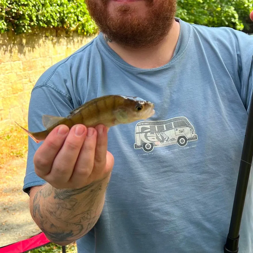 Fish caught on Fishbrain