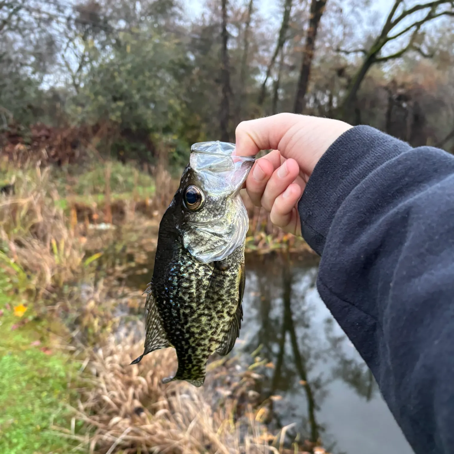The most recent Black crappie catches on Fishbrain