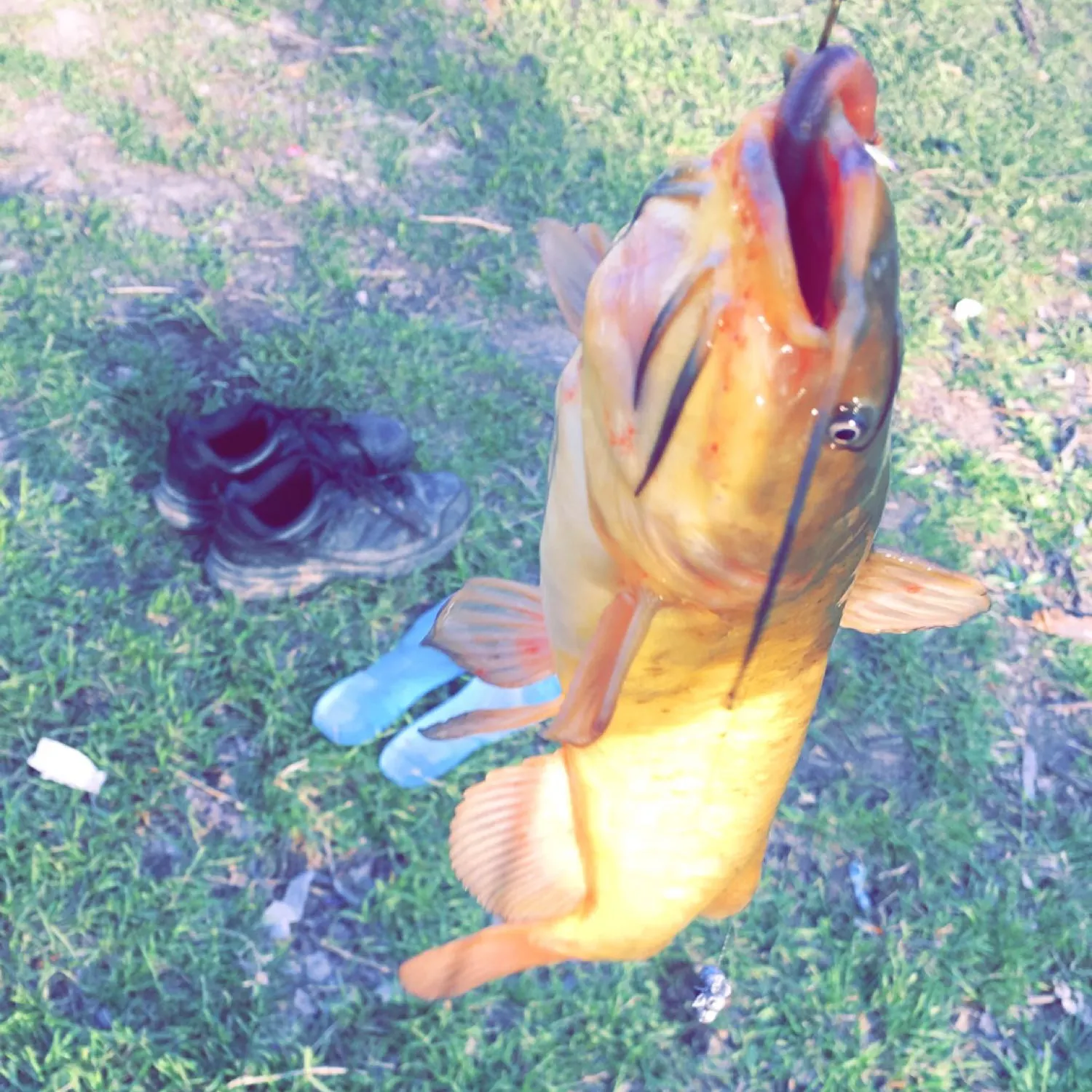 angler catch