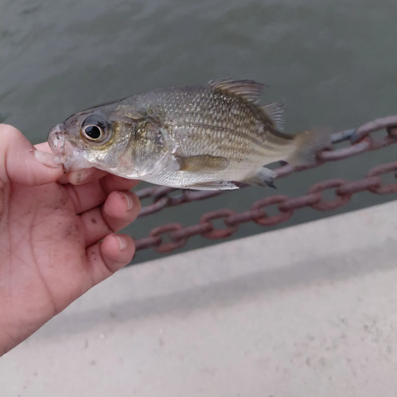 White bass caught on Fishbrain