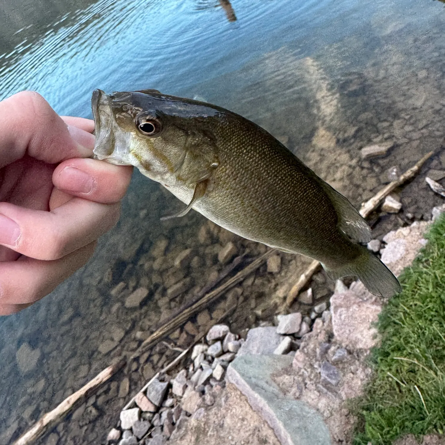 Smallmouth bass caught on Fishbrain