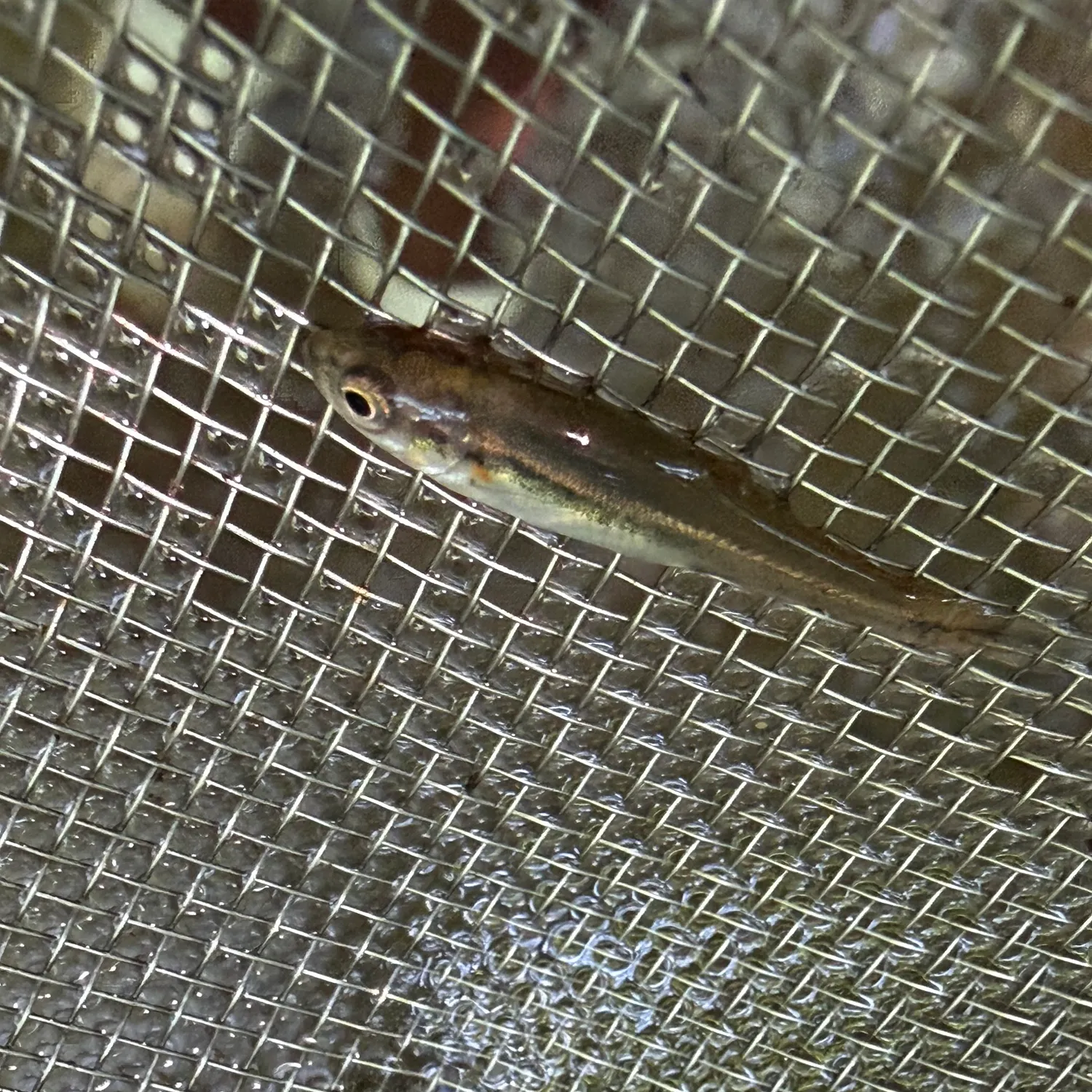 Fish caught on Fishbrain