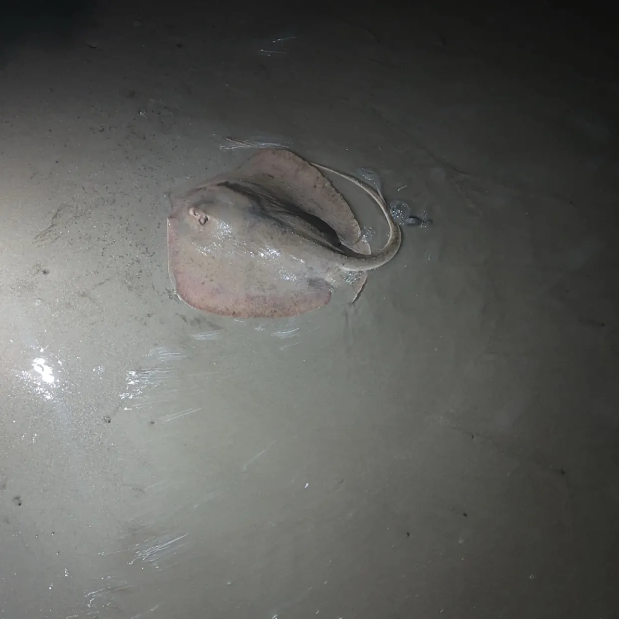 The most recent Southern stingray catches on Fishbrain