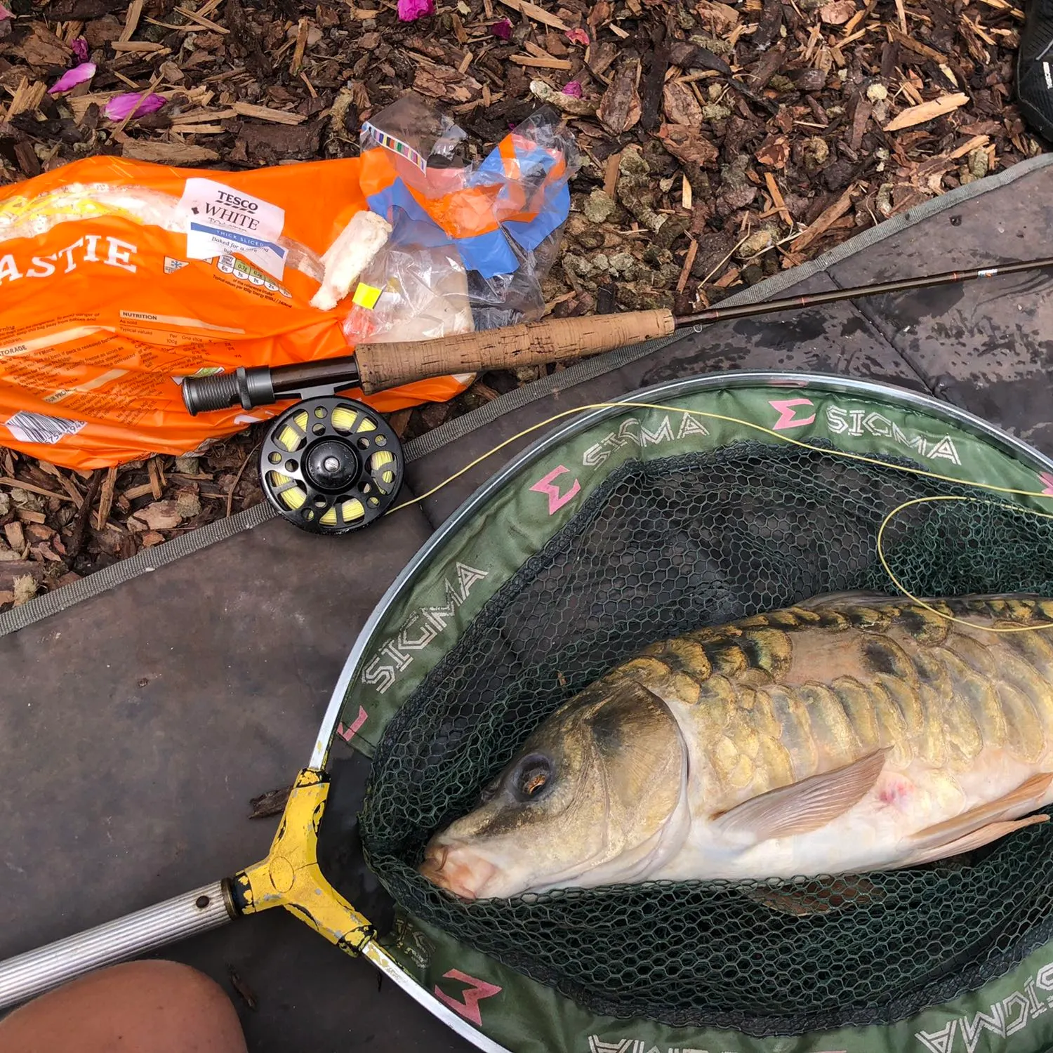 recently logged catches