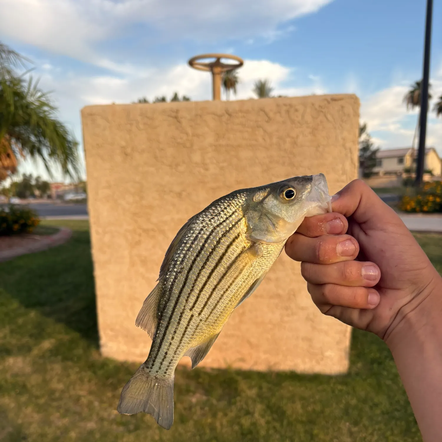 The most recent Yellow bass catches on Fishbrain