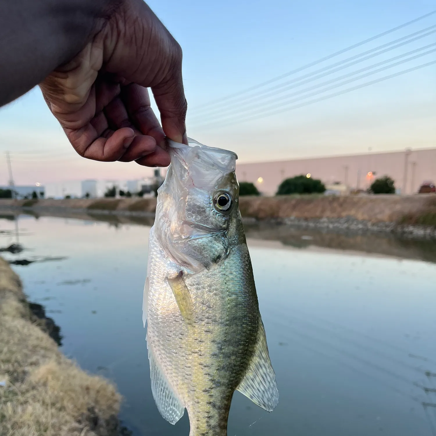 White crappie caught on Fishbrain