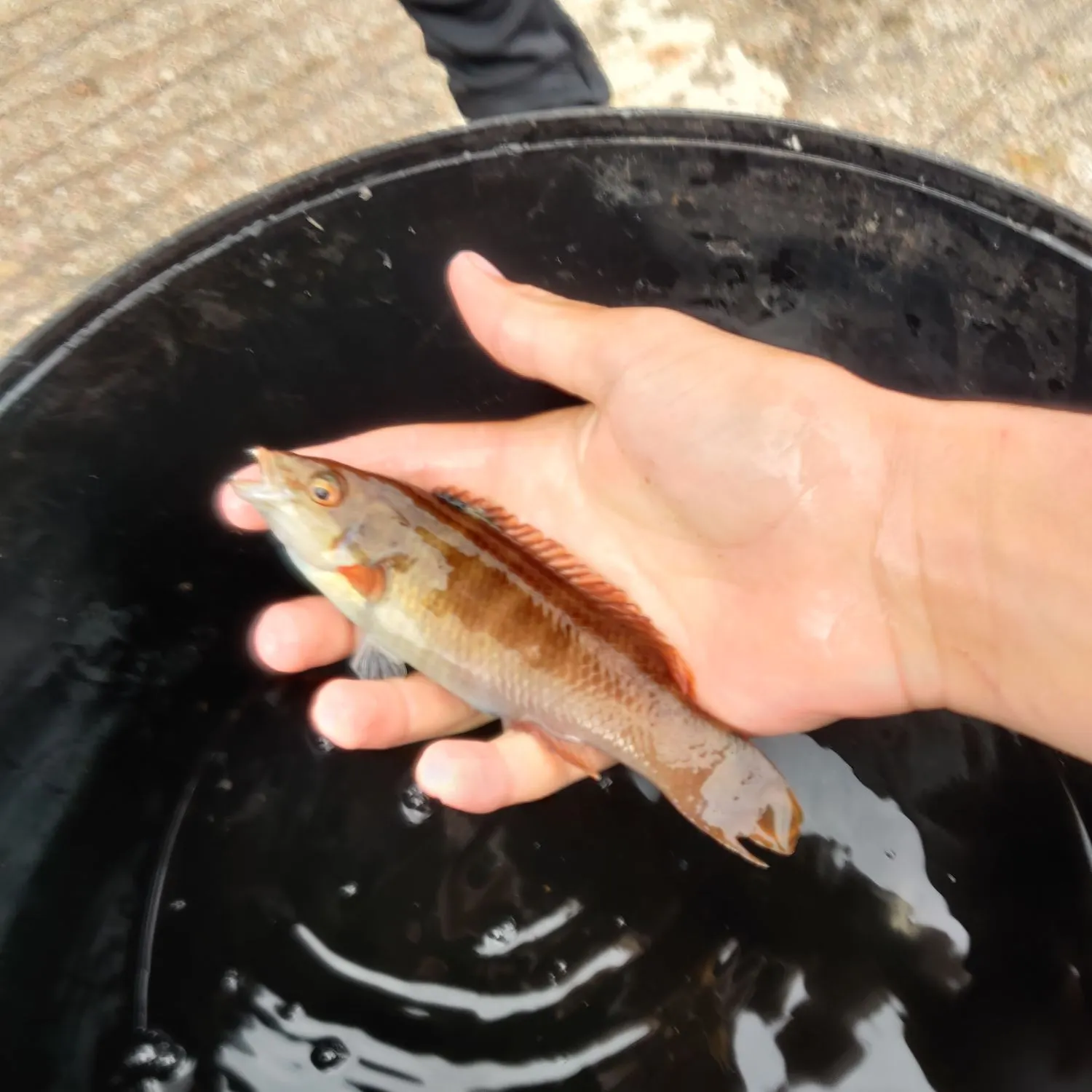 Goldsinny wrasse caught on Fishbrain