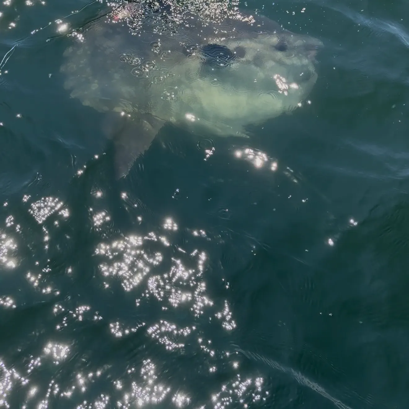 The most recent Ocean sunfish catches on Fishbrain
