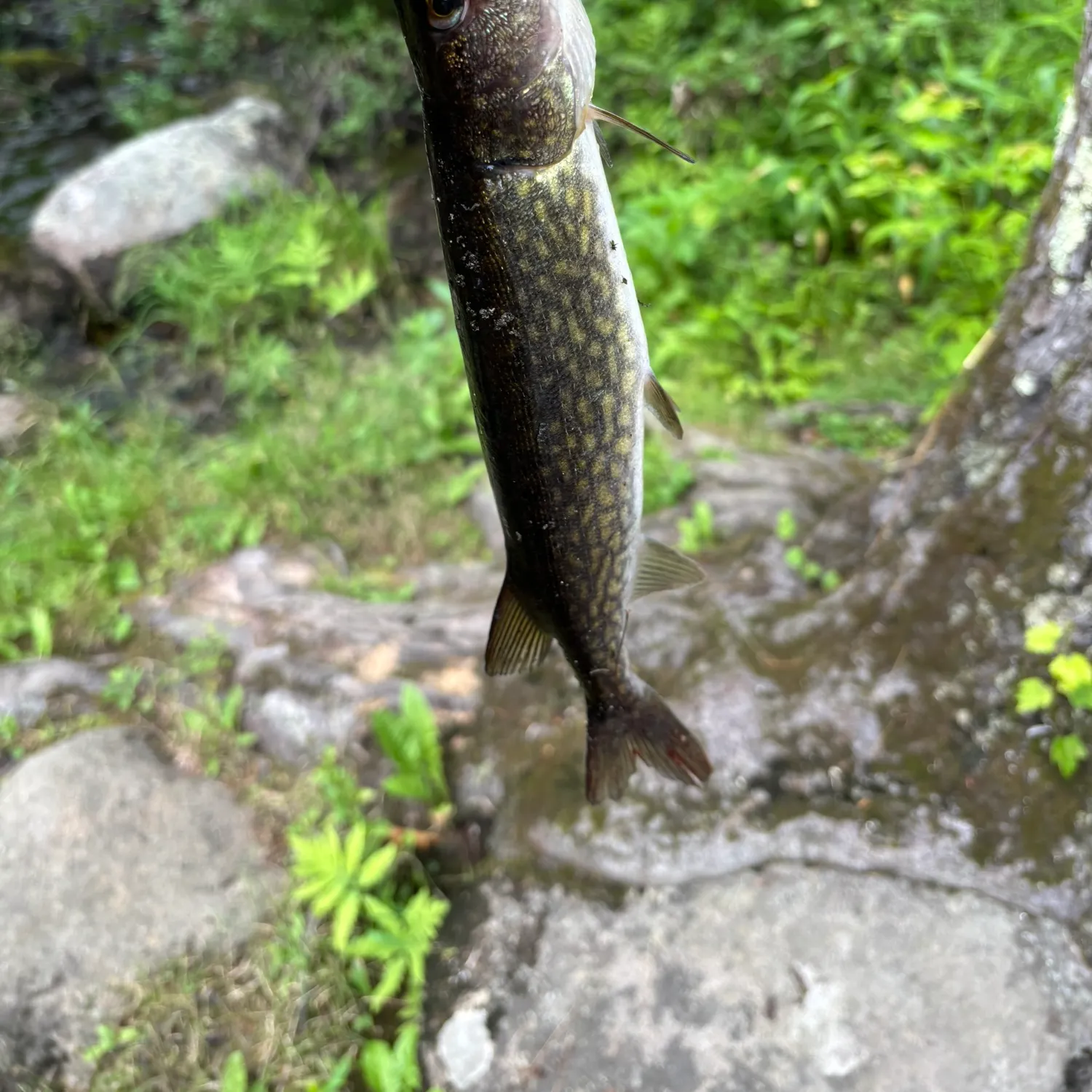 The most recent Chain pickerel catches on Fishbrain