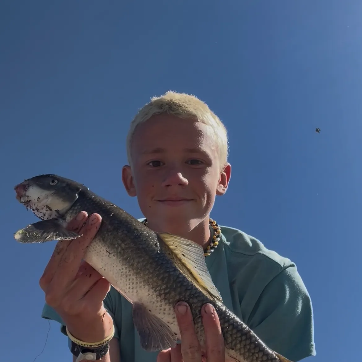 The most recent June sucker catches on Fishbrain