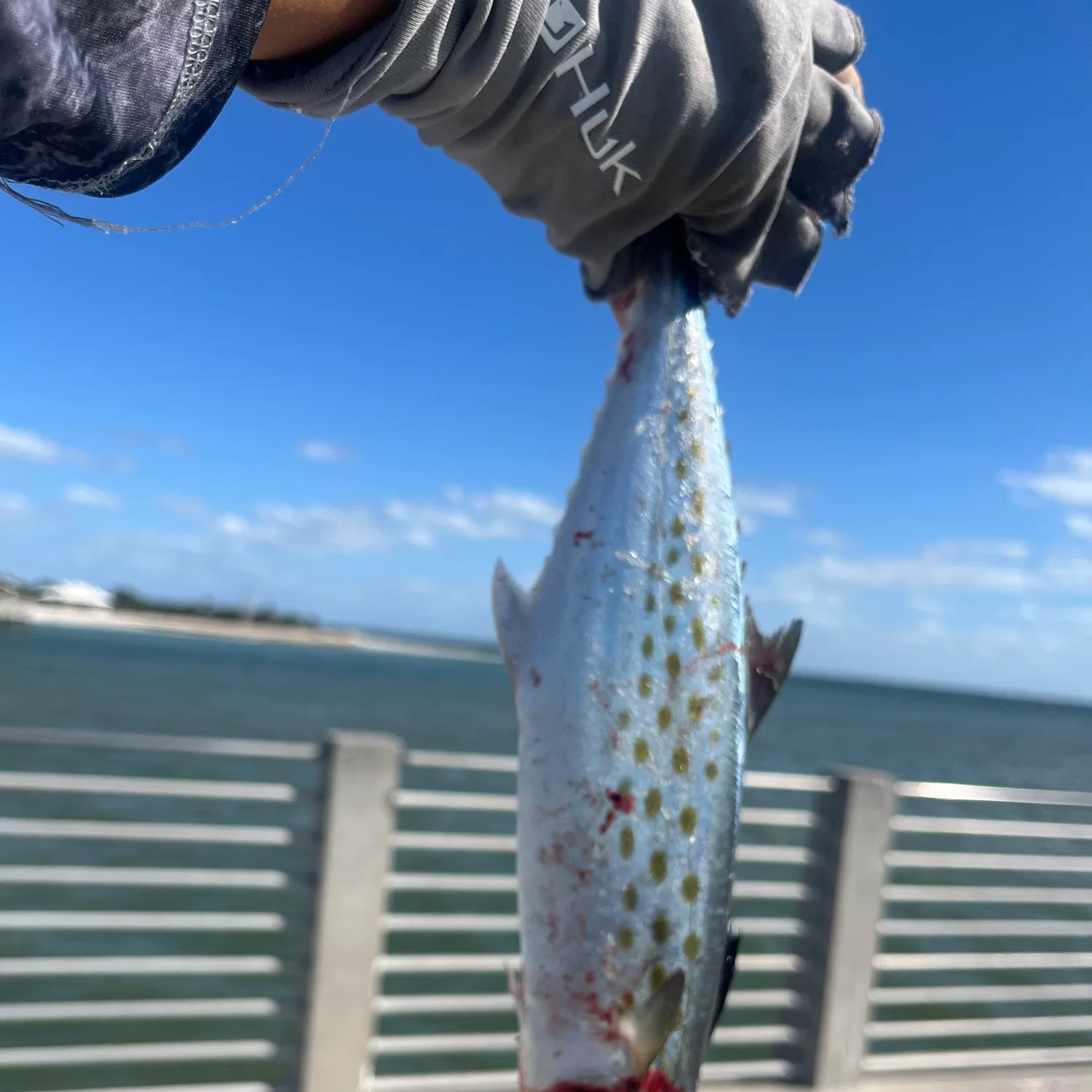 Spanish mackerel caught on Fishbrain