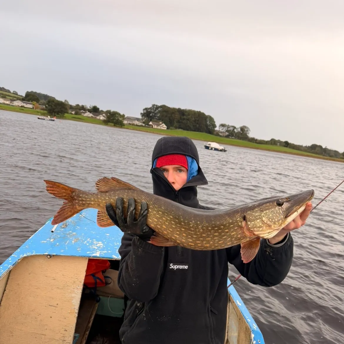 Northern pike caught on Fishbrain