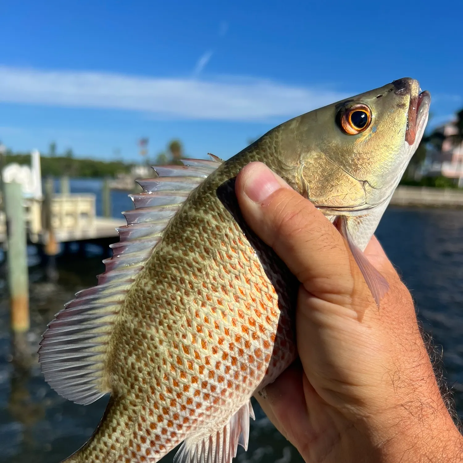 Mangrove snapper caught on Fishbrain