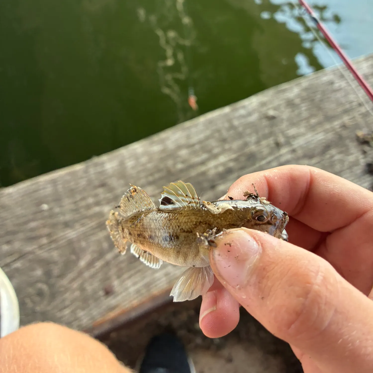 The most recent Round goby catches on Fishbrain