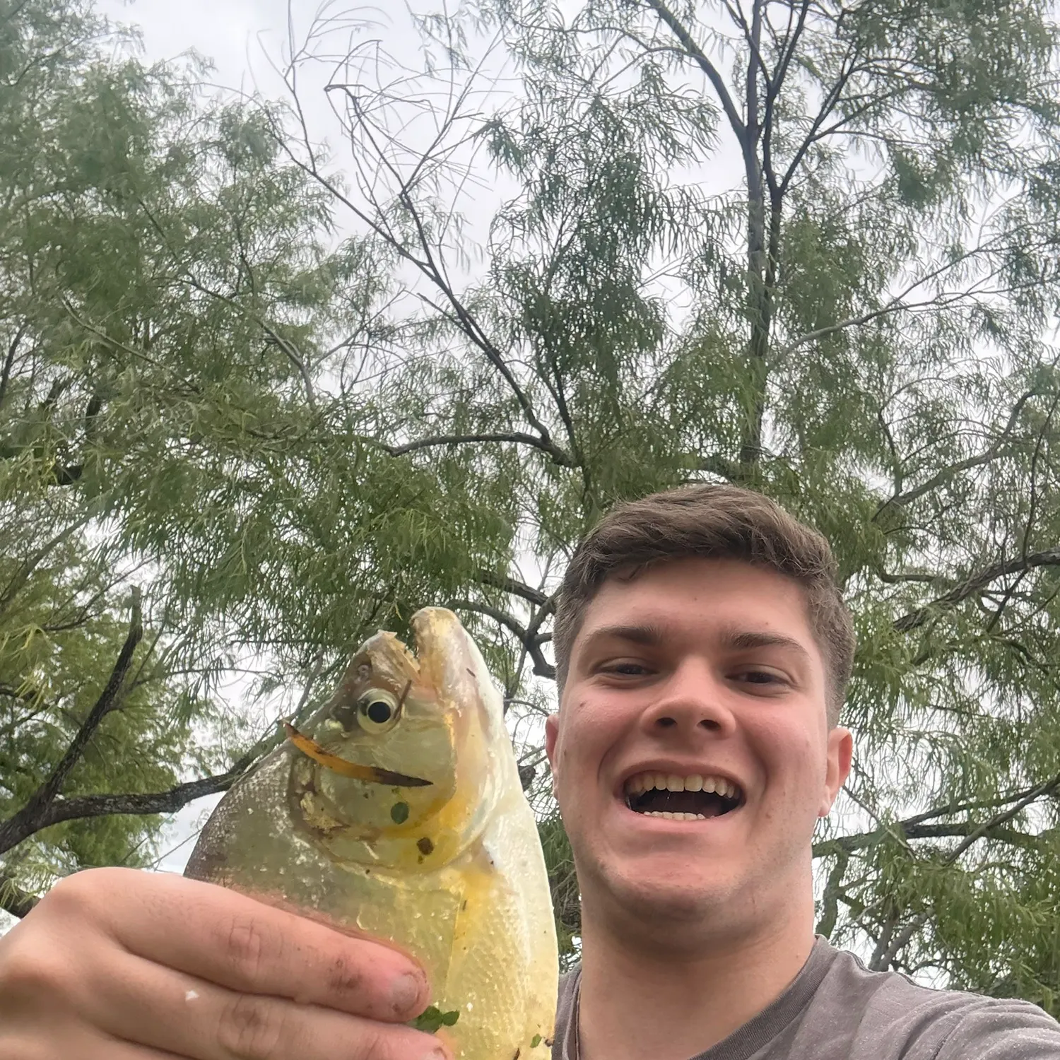 The most recent Small-scaled pacu catches on Fishbrain