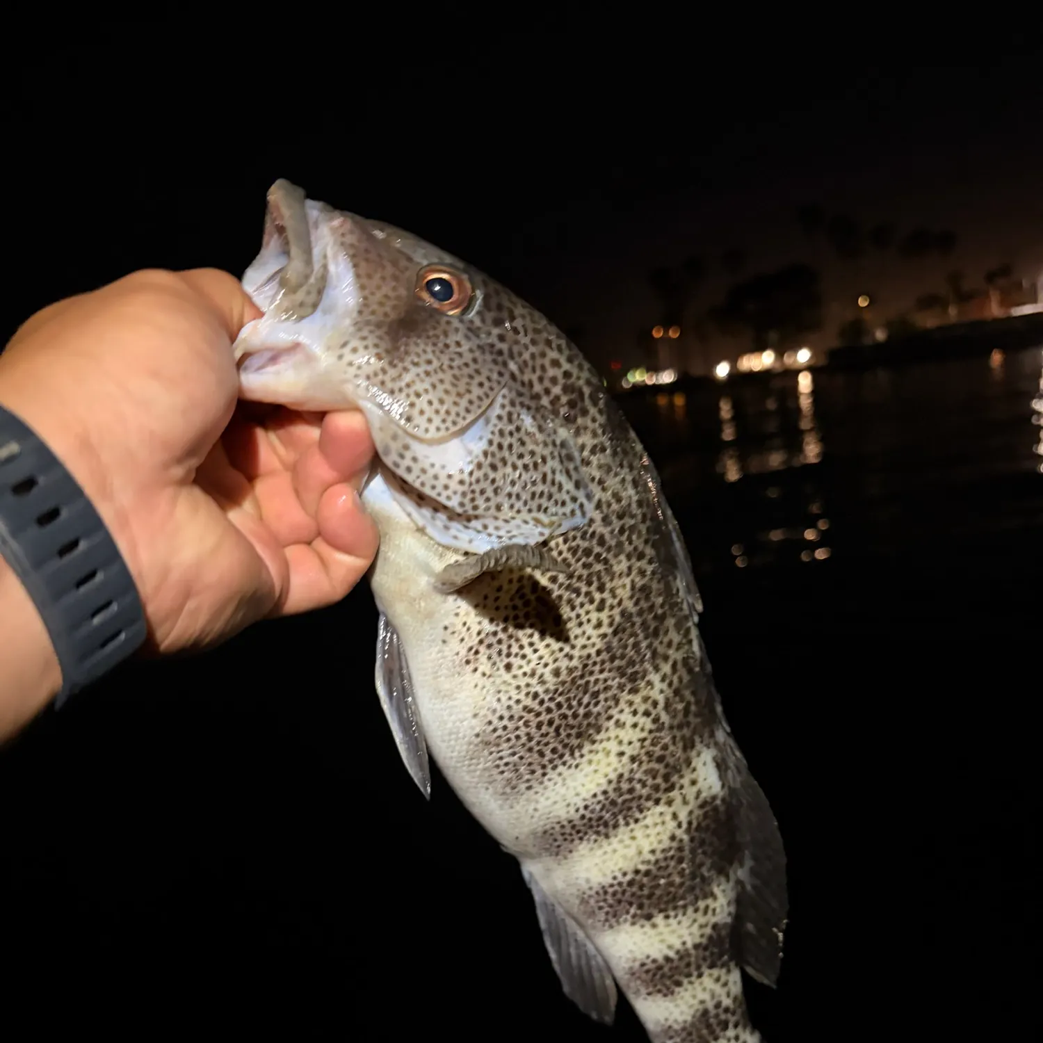 The most recent Spotted sand bass catches on Fishbrain